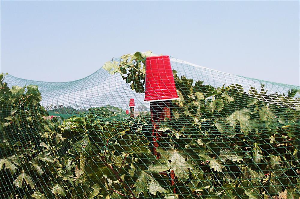 Bird Netting for Vineyards and Crops